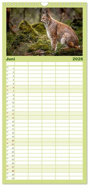 Produktbild: Familienplaner 2026 - Der Luchs - Begegnungen mit einer Raubkatze mit 5 Spalten (Wandkalender, 21 x 45 cm) CALVENDO