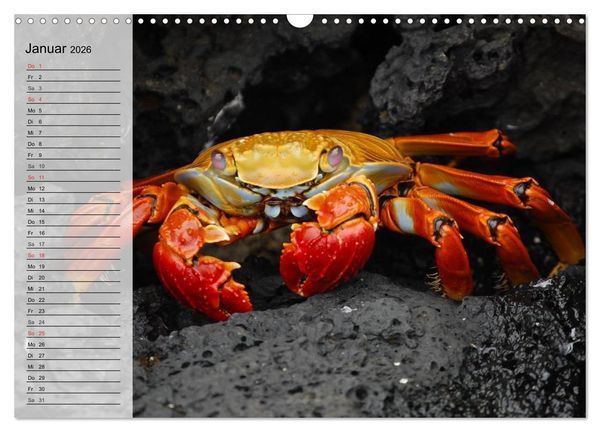 Produktbild: Krabben. Witzige Monster (Wandkalender 2026 DIN A3 quer), CALVENDO Monatskalender
