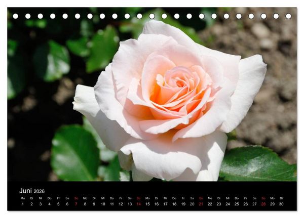 Produktbild: Baden bei Wien - Rosarium (Tischkalender 2026 DIN A5 quer), CALVENDO Monatskalender