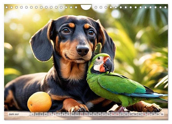 Produktbild: Dackel - tierische Freundschaften mit Herz (Wandkalender 2027 DIN A4 quer), CALVENDO Monatskalender
