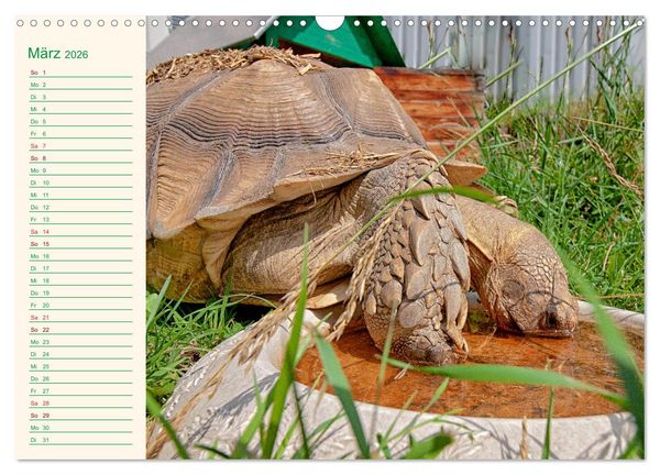 Produktbild: Meine Schildkr&ouml;ten - Geburtstagskalender (Wandkalender 2026 DIN A3 quer), CALVENDO Monatskalender