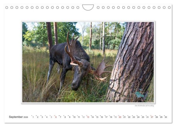 Produktbild: Emotionale Momente: Europ&auml;ischer Elch. / CH-Version (Wandkalender 2026 DIN A4 quer), CALVENDO Monatskalender