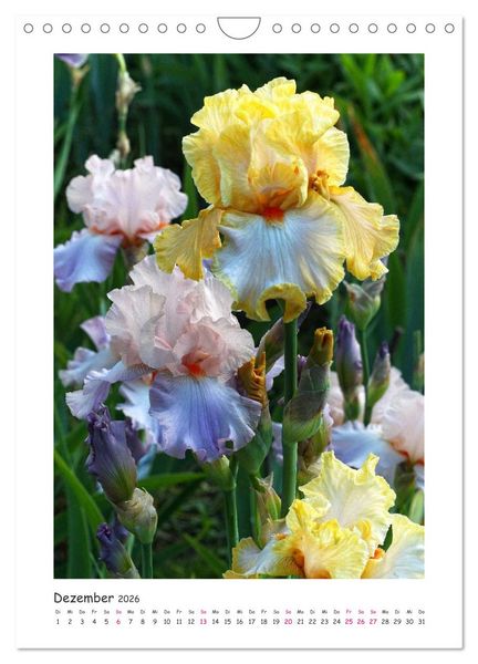 Produktbild: Traumhafte Iris (Wandkalender 2026 DIN A4 hoch), CALVENDO Monatskalender