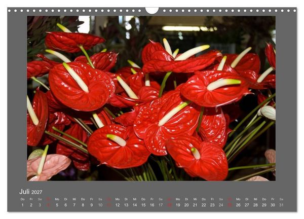 Produktbild: Madeiras Blumenwelt (Wandkalender 2027 DIN A3 quer), CALVENDO Monatskalender