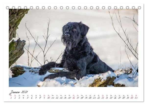 Produktbild: Riesenschnauzer - Herz auf vier Pfoten (Tischkalender 2027 DIN A5 quer), CALVENDO Monatskalender