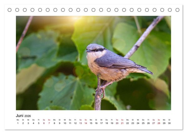 Produktbild: Flinke Kleiber (Tischkalender 2026 DIN A5 quer), CALVENDO Monatskalender