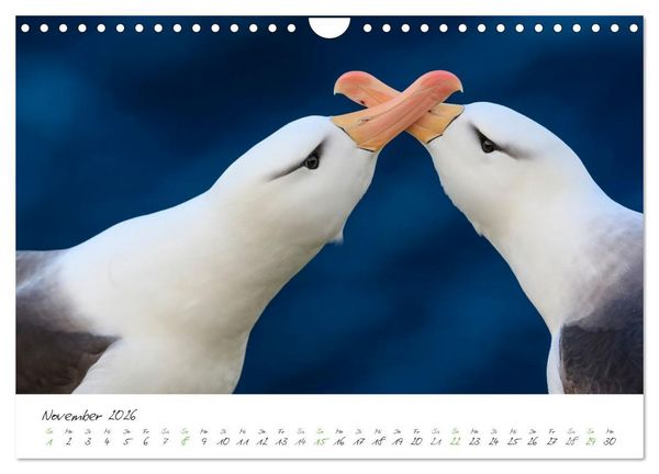 Produktbild: Tierisches von den Falklandinseln (Wandkalender 2026 DIN A4 quer), CALVENDO Monatskalender
