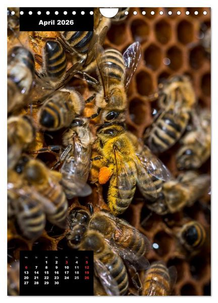 Produktbild: Bienen in ihrem geheimen Reich (Wandkalender 2026 DIN A4 hoch), CALVENDO Monatskalender