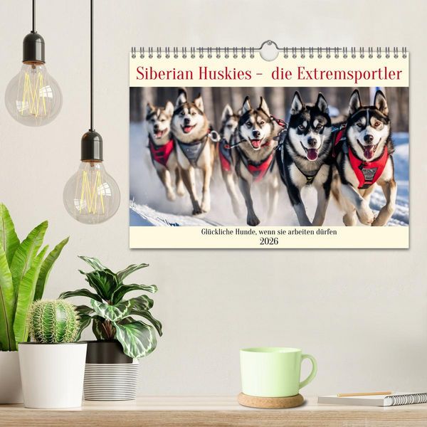Produktbild: Siberian Huskies - die Extremsportler (Wandkalender 2026 DIN A4 quer), CALVENDO Monatskalender