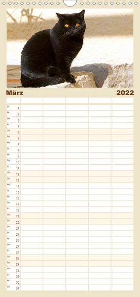 Produktbild: Familienplaner B&auml;rige Schmusetiger - Britisch Kurzhaar Katzen (Wandkalender 2022 , 21 cm x 45 cm, hoch)