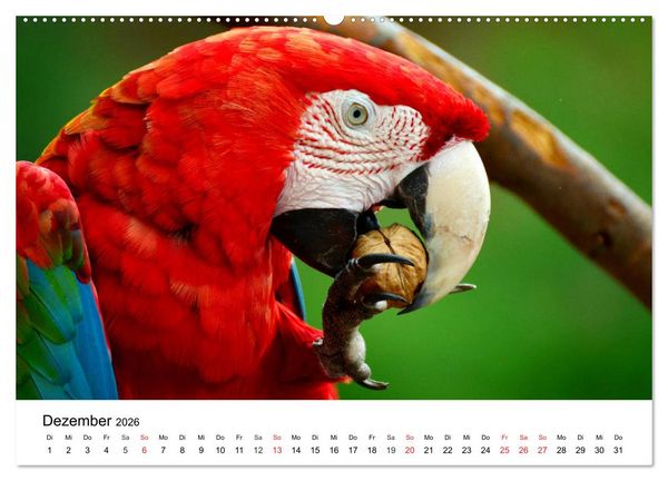 Produktbild: Papageien. Knallbunte Aras und Co. (Wandkalender 2026 DIN A2 quer), CALVENDO Monatskalender