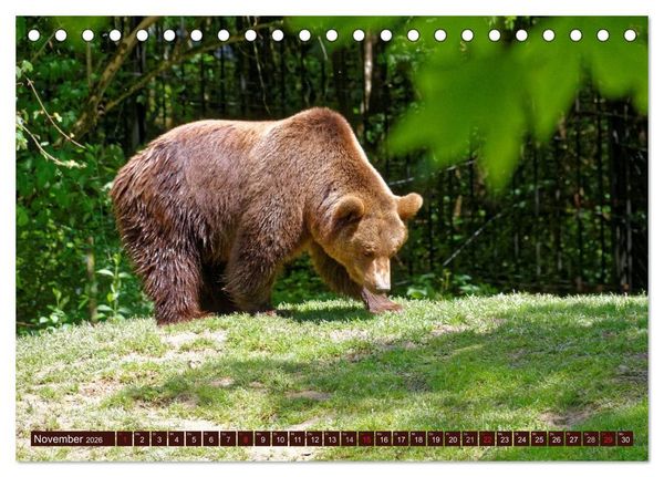 Produktbild: B&auml;ren. Unterwegs mit Meister Petz (Tischkalender 2026 DIN A5 quer), CALVENDO Monatskalender