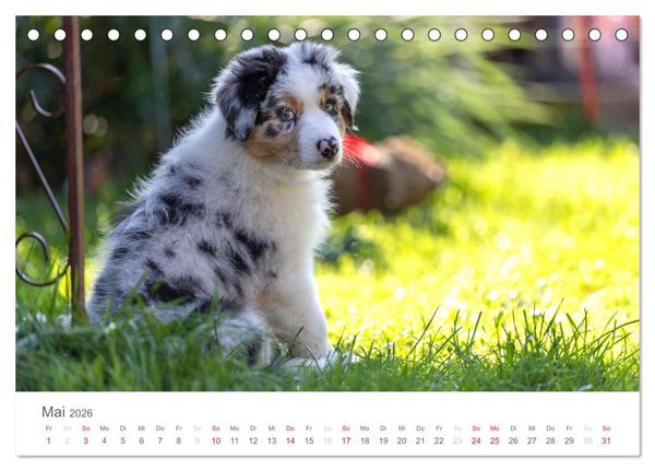 Produktbild: Australian Shepherd 2026 (Tischkalender 2026 DIN A5 quer), CALVENDO Monatskalender