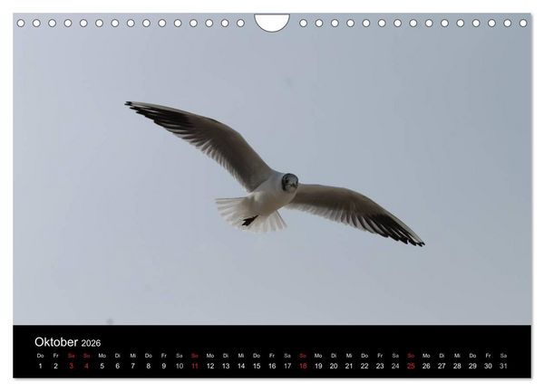 Produktbild: Sylt 2026 (Wandkalender 2026 DIN A4 quer), CALVENDO Monatskalender