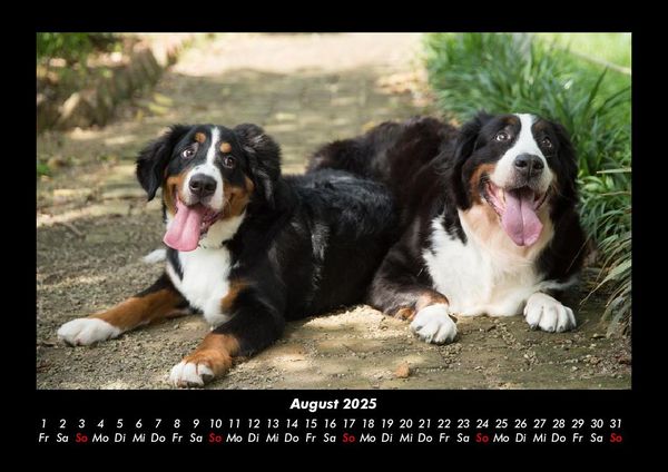 Produktbild: Hundezauber 2025 Fotokalender DIN A3