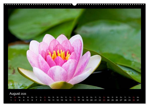 Produktbild: Natur erleben... (hochwertiger Premium Wandkalender 2026 DIN A2 quer), Kunstdruck in Hochglanz