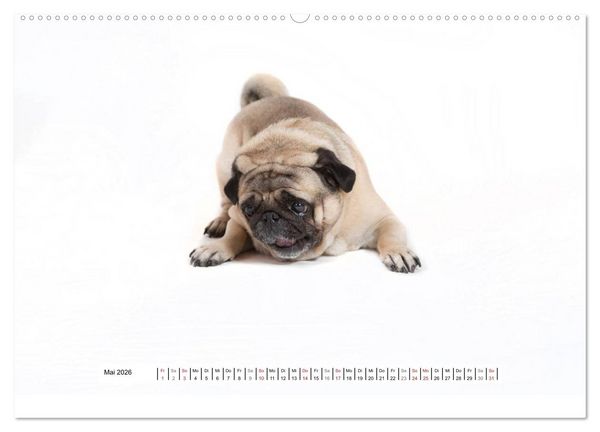 Produktbild: Mops - unwiderstehlich und charmant (hochwertiger Premium Wandkalender 2026 DIN A2 quer), Kunstdruck in Hochglanz