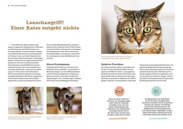 Produktbild: Katzensprache