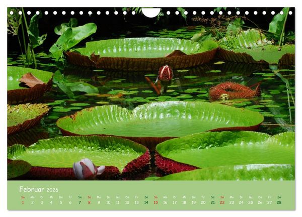 Produktbild: Am Amazonas (Wandkalender 2026 DIN A4 quer), CALVENDO Monatskalender