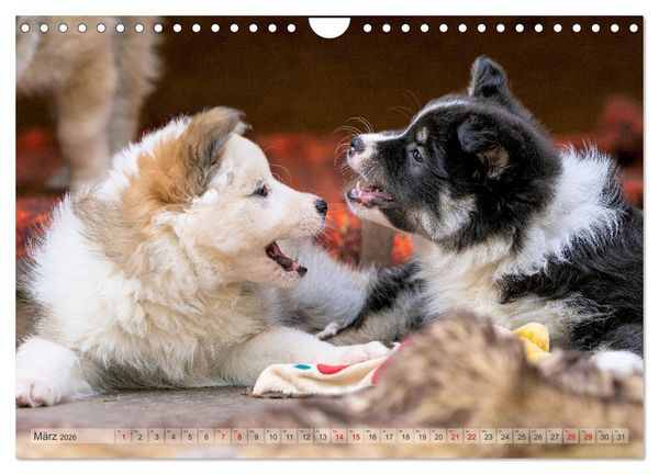 Produktbild: Bezaubernde Islandhundewelpen (Wandkalender 2026 DIN A4 quer), CALVENDO Monatskalender