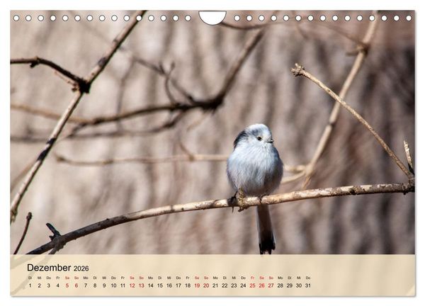 Produktbild: Wildes Stadtleben in M&uuml;nchen (Wandkalender 2026 DIN A4 quer), CALVENDO Monatskalender