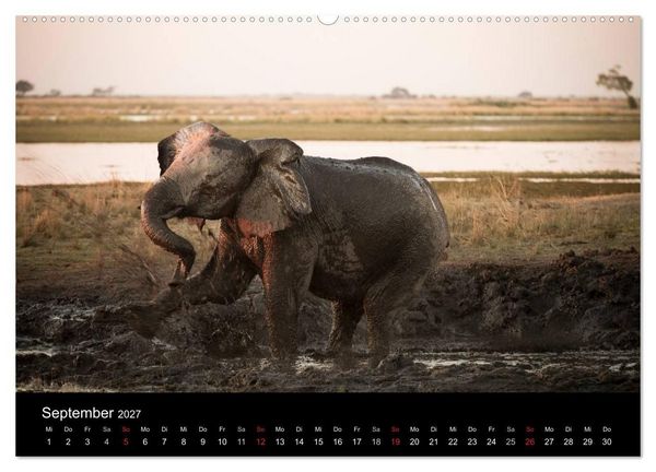 Produktbild: Elefanten - Die sanften Riesen Afrikas (Wandkalender 2027 DIN A2 quer), CALVENDO Monatskalender