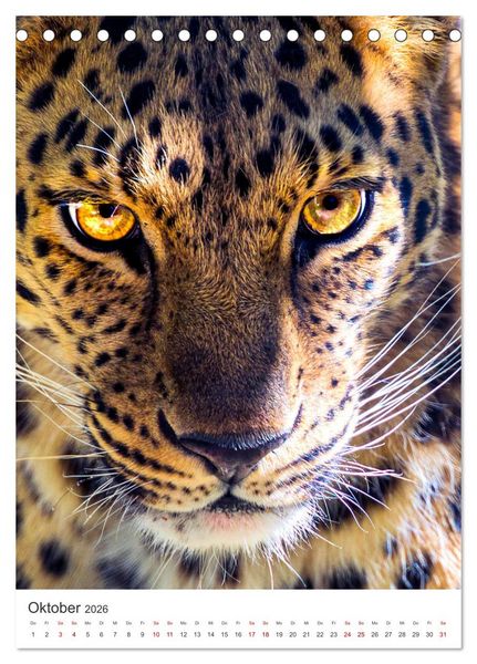 Produktbild: Leoparden - Die Beute im Visier. (Tischkalender 2026 DIN A5 hoch), CALVENDO Monatskalender