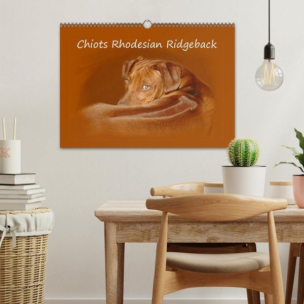 Produktbild: Chiots Rhodesian Ridgeback (Calendrier mural 2026 DIN A3 vertical), CALVENDO calendrier mensuel