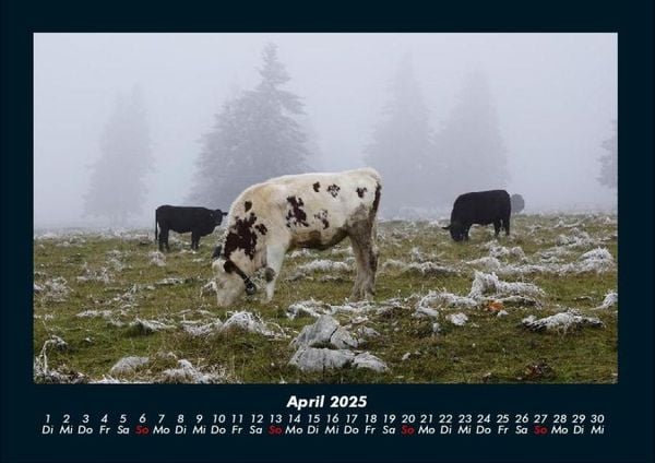 Produktbild: Kuhkalender 2025 Fotokalender DIN A4
