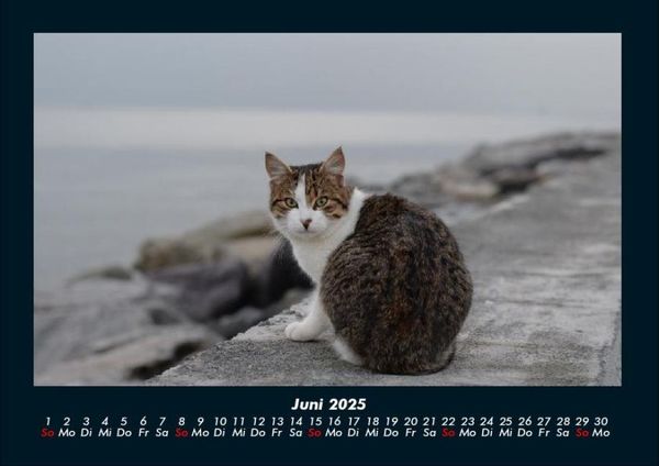 Produktbild: Katzen 2025 Fotokalender DIN A4