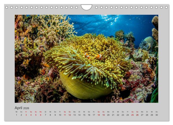 Produktbild: Korallen-Riffe Tauchertr&auml;ume (Wandkalender 2026 DIN A4 quer), CALVENDO Monatskalender