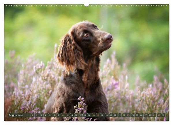 Produktbild: Jagdhund im Portrait - Deutsch Langhaar (Wandkalender 2026 DIN A2 quer), CALVENDO Monatskalender