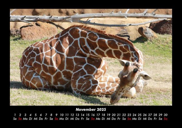 Produktbild: Giraffen 2025 Fotokalender DIN A3
