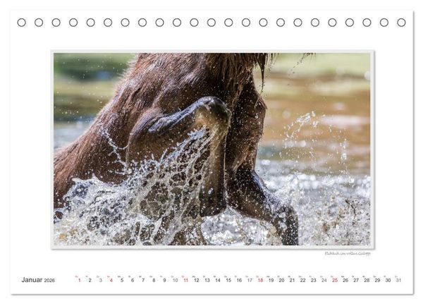 Produktbild: Emotionale Momente: Europ&auml;ischer Elch Part II (Tischkalender 2026 DIN A5 quer), CALVENDO Monatskalender