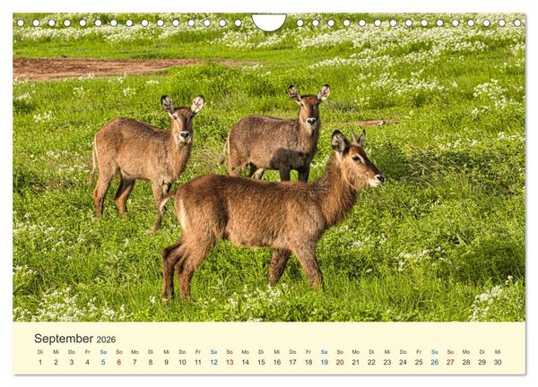 Produktbild: Safari in Kenia (Wandkalender 2026 DIN A4 quer), CALVENDO Monatskalender