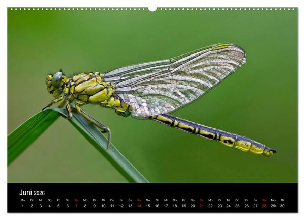 Produktbild: Libellen im Ried (Wandkalender 2026 DIN A2 quer), CALVENDO Monatskalender