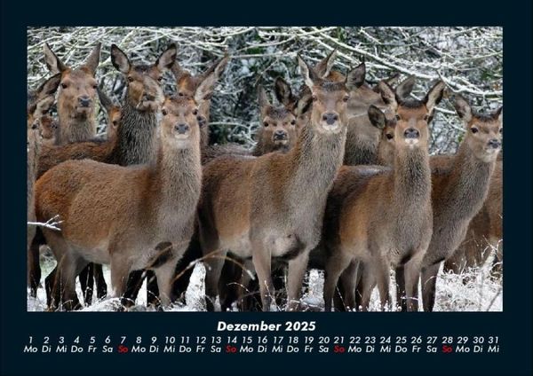 Produktbild: Welt der Tiere 2025 Fotokalender DIN A4