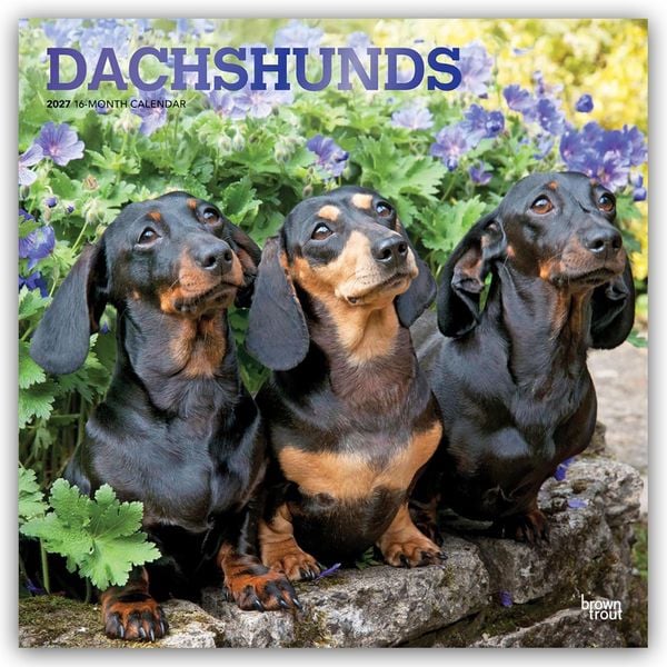 Produktbild: Dachshunds &ndash; Dackel 2027 &ndash; 16-Monatskalender