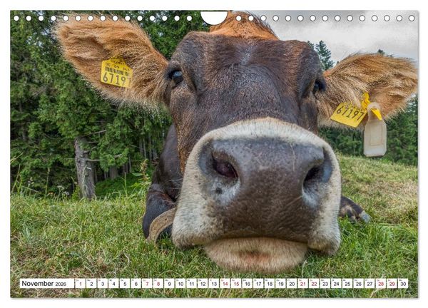 Produktbild: Kuhle Typen (Wandkalender 2026 DIN A4 quer), CALVENDO Monatskalender