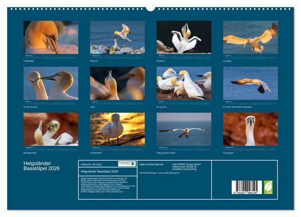 Produktbild: Helgol&auml;nder Basst&ouml;lpel 2026 (hochwertiger Premium Wandkalender 2026 DIN A2 quer), Kunstdruck in Hochglanz