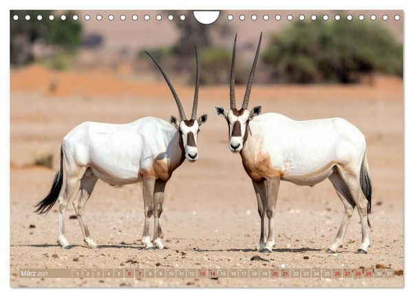 Produktbild: Antilopenzauber (Wandkalender 2027 DIN A4 quer), CALVENDO Monatskalender
