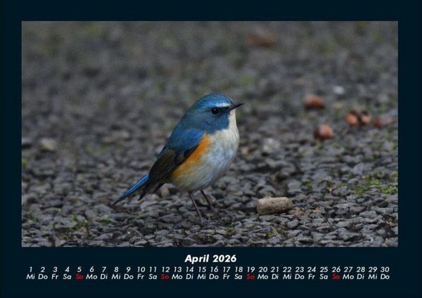 Produktbild: Tiere in der Wildnis 2026 Fotokalender DIN A4