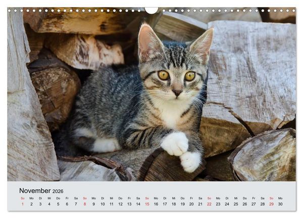 Produktbild: Katzen im Garten (Wandkalender 2026 DIN A3 quer), CALVENDO Monatskalender