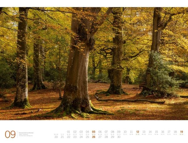Produktbild: Wald Gallery Kalender 2027