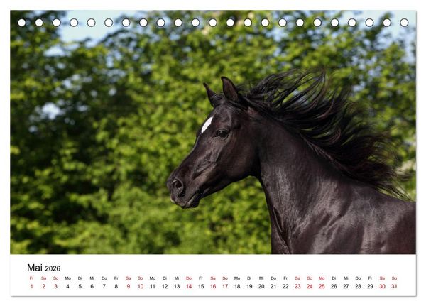 Produktbild: Pferde - im Galopp durch's Jahr 2026 (Tischkalender 2026 DIN A5 quer), CALVENDO Monatskalender