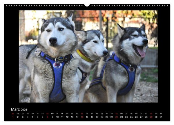 Produktbild: Husky-Kalender (Wandkalender 2026 DIN A2 quer), CALVENDO Monatskalender