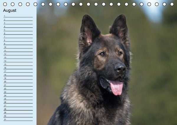 Produktbild: Der Schäferhunde-Geburtstagskalender (Tischkalender immerwährend DIN A5 quer)