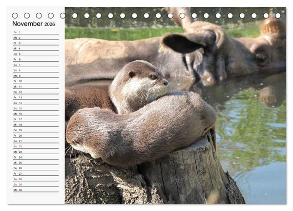 Produktbild: Seehunde und Otter. Putzige Gesellen, perfekte Schwimmer (Tischkalender 2026 DIN A5 quer), CALVENDO Monatskalender