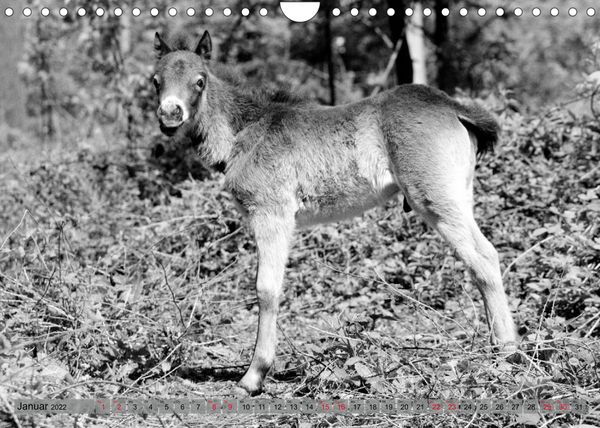 Produktbild: Die letzten Wildpferde Exmoor Ponys (Wandkalender 2022 DIN A4 quer)