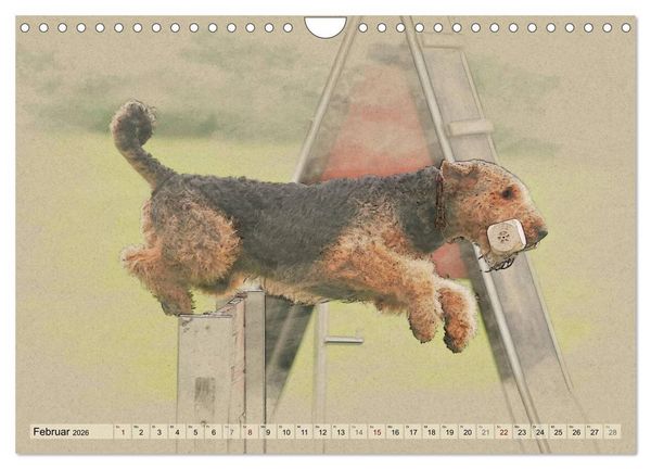 Produktbild: Airedale Terrier 2026 (Wandkalender 2026 DIN A4 quer), CALVENDO Monatskalender